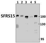SFRS15 Antibody in Western Blot (WB)