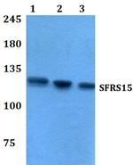 SFRS15 Antibody in Western Blot (WB)