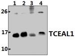 TCEAL1 Antibody in Western Blot (WB)