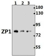 ZP1 Antibody in Western Blot (WB)
