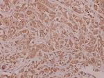 Phospho-AMPK alpha-1 (Ser486) Polyclonal Antibody