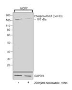Phospho-ASK1 (Ser83) Antibody in Western Blot (WB)