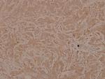 Phospho-ASK1 (Ser83) Antibody in Immunohistochemistry (Paraffin) (IHC (P))