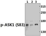 Phospho-ASK1 (Ser83) Antibody in Western Blot (WB)