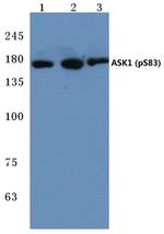 Phospho-ASK1 (Ser83) Antibody in Western Blot (WB)