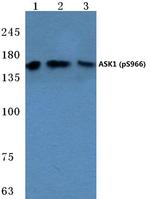Phospho-ASK1 (Ser966) Antibody in Western Blot (WB)