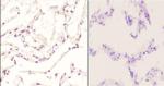 Phospho-c-Jun (Tyr170) Antibody in Immunohistochemistry (Paraffin) (IHC (P))