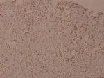 Phospho-IKK beta (Tyr188) Polyclonal Antibody