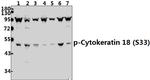 Phospho-Cytokeratin 18 (Ser33) Antibody in Western Blot (WB)