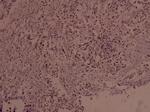 Phospho-c-Myc (Ser373) Polyclonal Antibody