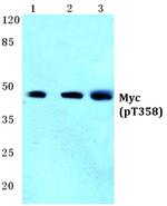 Phospho-c-Myc (Thr358) Antibody in Western Blot (WB)