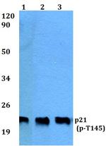 Phospho-p21 (Thr145) Antibody in Western Blot (WB)