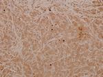 Phospho-MAP2K4 (Thr261) Polyclonal Antibody