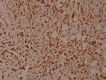 Phospho-SHP-1 (Tyr536) Polyclonal Antibody