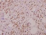 Phospho-BIK (Thr33) Polyclonal Antibody