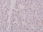 Phospho-Caspase 8 (Ser347) Polyclonal Antibody