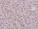 Phospho-Cdc25A (Ser76) Polyclonal Antibody