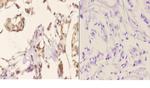 Phospho-Cyclin B1 (Ser126) Polyclonal Antibody