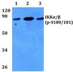 Phospho-IKK alpha/beta (Ser180, Ser181) Antibody in Western Blot (WB)