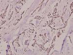 Phospho-Ku80 (Thr714) Polyclonal Antibody