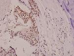 Phospho-p130Cas (Tyr410) Antibody in Immunohistochemistry (Paraffin) (IHC (P))