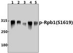 Phospho-POLR2A (Ser1619) Antibody in Western Blot (WB)