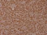 Phospho-Calnexin (Ser583) Antibody in Immunohistochemistry (Paraffin) (IHC (P))
