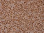 Phospho-Calnexin (Ser583) Polyclonal Antibody