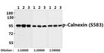 Phospho-Calnexin (Ser583) Antibody in Western Blot (WB)