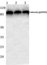Phospho-Calnexin (Ser583) Antibody in Western Blot (WB)