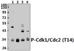 Phospho-CDK1 (Thr14) Antibody in Western Blot (WB)