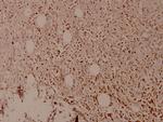 Phospho-MDM2 (Ser166) Antibody in Immunohistochemistry (Paraffin) (IHC (P))