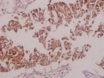 Phospho-nNOS (Ser852) Antibody in Immunohistochemistry (Paraffin) (IHC (P))
