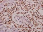 Phospho-CaMKIV (Thr196, Thr200) Antibody in Immunohistochemistry (Paraffin) (IHC (P))
