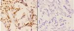 Phospho-Caspase 3 (Ser150) Polyclonal Antibody