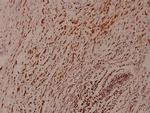 Phospho-AMPK alpha-1,2 (Thr172, Thr183) Antibody in Immunohistochemistry (Paraffin) (IHC (P))