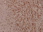 Phospho-STAT5 alpha/beta (Ser726, Ser731) Polyclonal Antibody