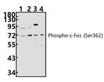Phospho-c-Fos (Ser362) Antibody in Western Blot (WB)