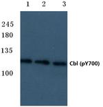 Phospho-c-Cbl (Tyr700) Polyclonal Antibody