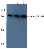 Phospho-Artemis (Ser516) Polyclonal Antibody