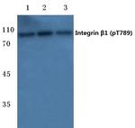 Phospho-ITGB1 (Thr789) Antibody in Western Blot (WB)