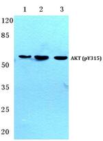 Phospho-AKT Pan (Tyr315, Tyr316, Tyr312) Antibody in Western Blot (WB)