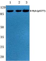 Phospho-B-Myb (Ser577) Polyclonal Antibody