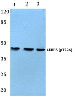Phospho-C/EBP alpha (Thr226) Polyclonal Antibody