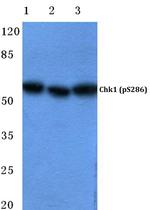 Phospho-CHK1 (Ser286) Polyclonal Antibody