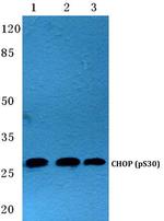 Phospho-CHOP (Ser30) Antibody in Western Blot (WB)