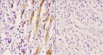 Phospho-Cytokeratin 8 (Ser74) Antibody in Immunohistochemistry (Paraffin) (IHC (P))
