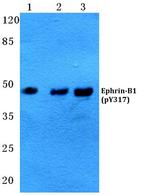 Phospho-Ephrin B1 (Tyr317) Polyclonal Antibody