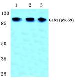 Phospho-GAB1 (Tyr659) Polyclonal Antibody