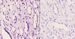Phospho-GRB10 (Tyr67) Polyclonal Antibody